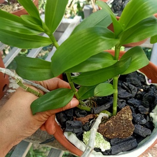 combo 2 chậu phi điệp pù luông Thanh Hoá
