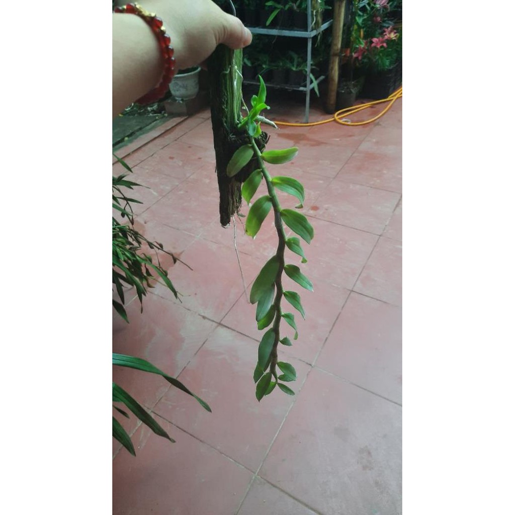 hoa phong lan phi điệp tím thái | BigBuy360 - bigbuy360.vn