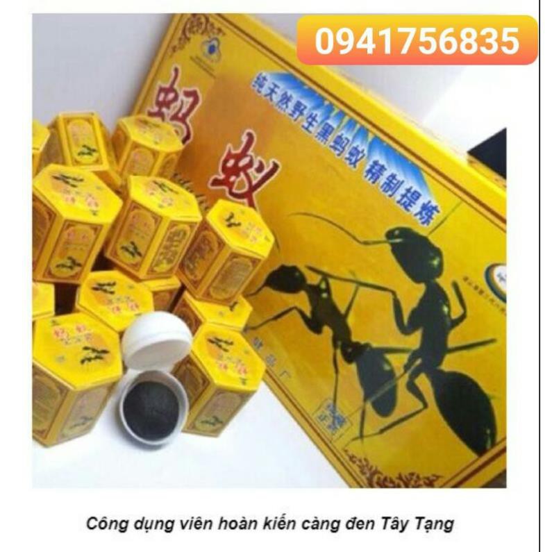Kiến càng đen tây tạng Cao Cấp Chính Hãng