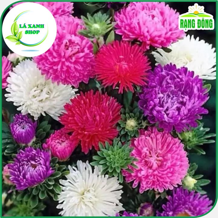 Hạt giống Hoa Cúc Công Chúa Nhiều Màu, Dùng Cắt Cành (gói 0,1 gram) - Hạt giống Rạng Đông