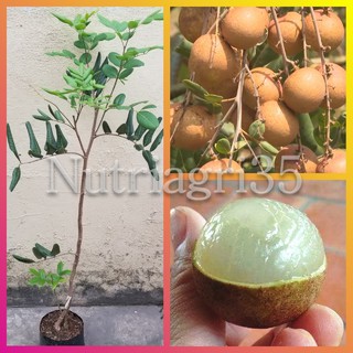 [Ảnh thật] Cây Giống Nhãn Xuồng Cơm Vàng_trái to thịt dày_Ghép chui cành nhanh cho trái