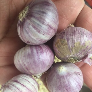 3kg tỏi cô đơn SIÊU TO