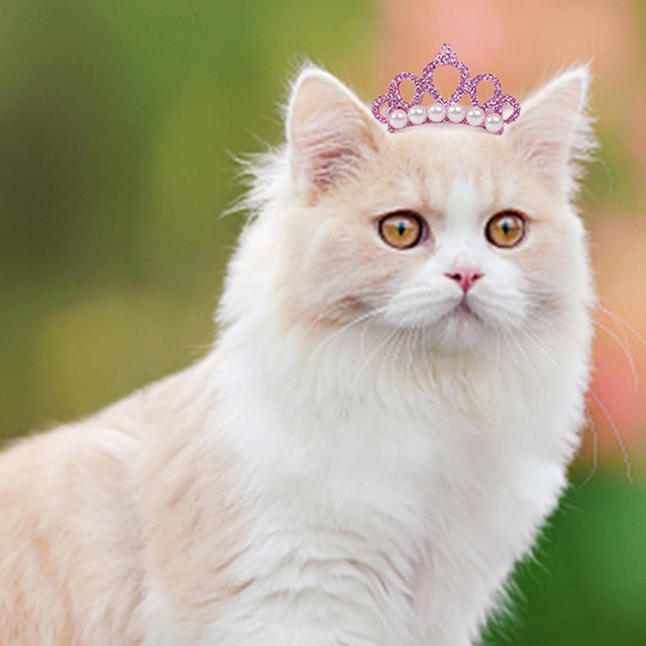 Kẹp TóC HìNh Nơ ĐíNh Kim Cương NgọC Trai Giả 5 MàU Dễ Thương Cho Thú Cưng