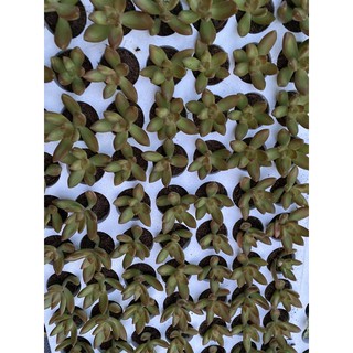 14 cây sen đá đá cam size vỉ