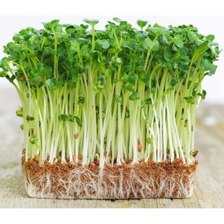 Hạt rau mầm đậu hà lan - gói 50 gam