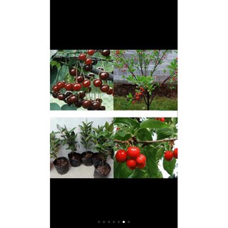 Hạt giống cây cherry