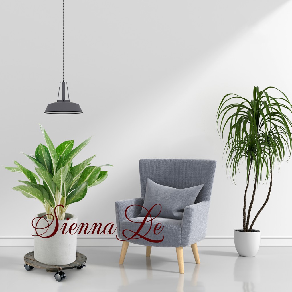 Đế Lót Nâng Chậu Cây Chậu Hoa Di Động Có Bánh Xe