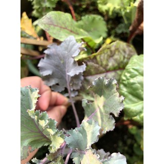 Cải Kale Tím scarlet