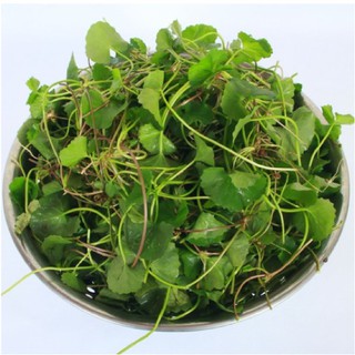 1g HẠT GIỐNG RAU MÁ LÁ NHỎ