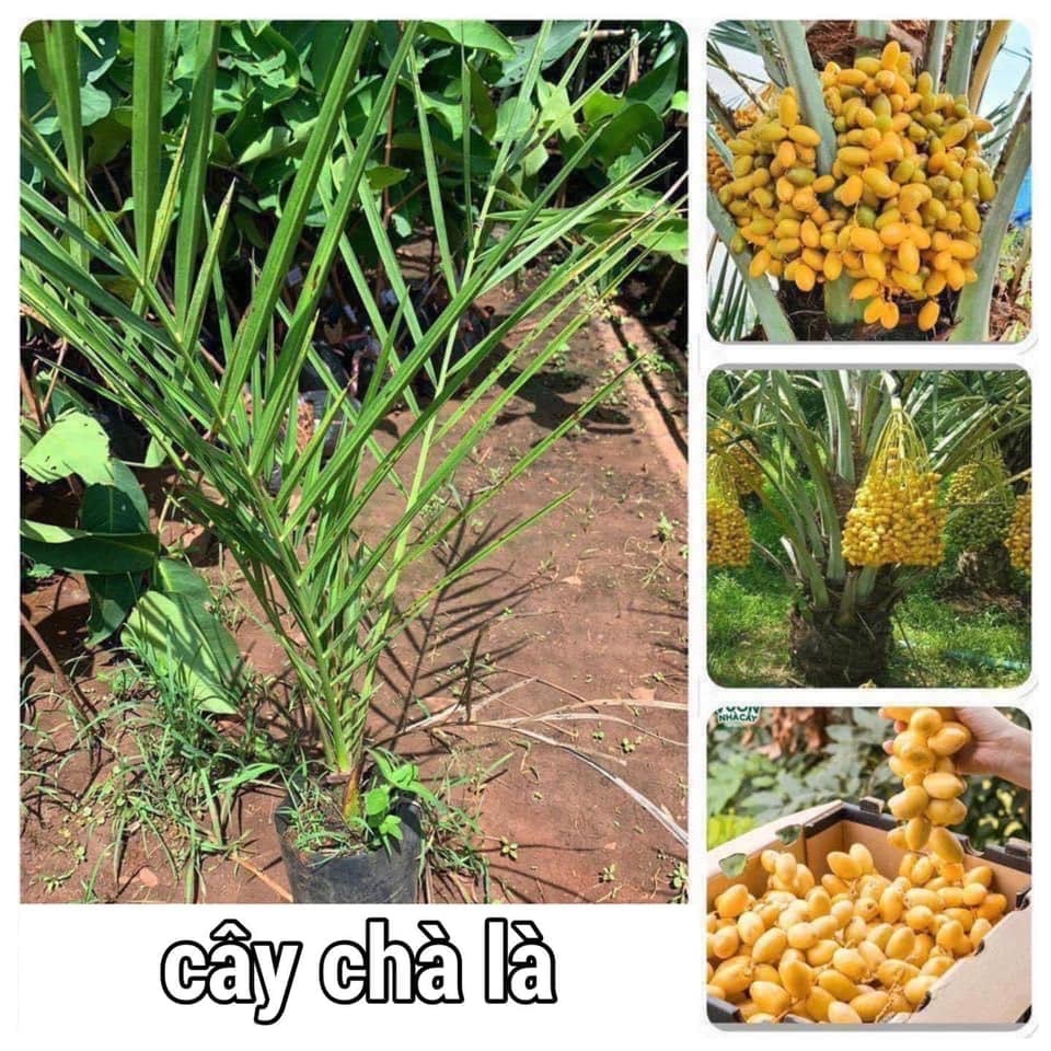 Cây Chà Là Cảnh - ĂN QUẢ
