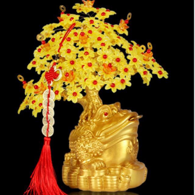 Cây kim tiền Tết 2019 Cóc ngậm tiền hoa mai vàng phk shop