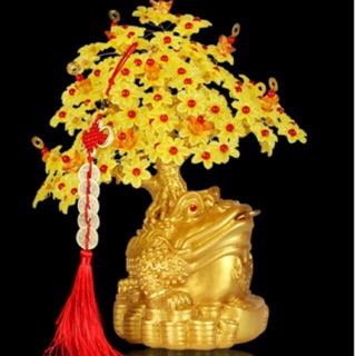 Cây kim tiền Tết 2019 Cóc ngậm tiền hoa mai vàng phk shop