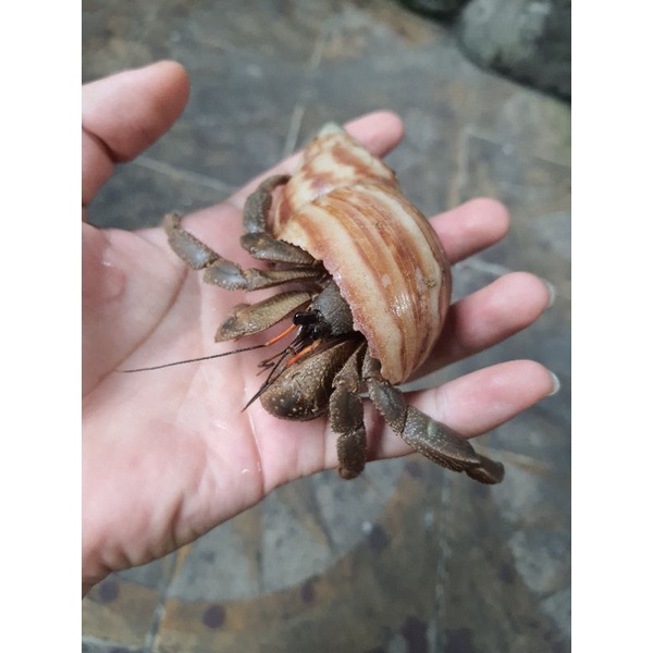 SẢN PHẨM MÔ HÌNH TRANG TRÍ CAVIPES