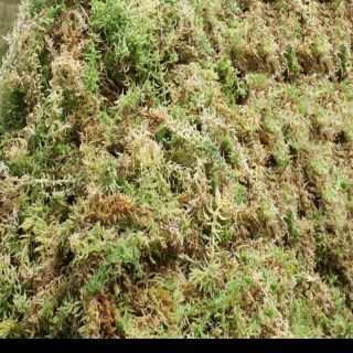 1kg rêu trồng phong lan giá sỉ