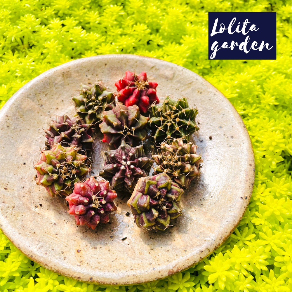 Xương rồng gymno Đà Lạt 6 cây size mini cây cảnh trang trí nhà cửa Lolita garden