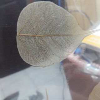 combo 100 lá bồ đề ép nhựa