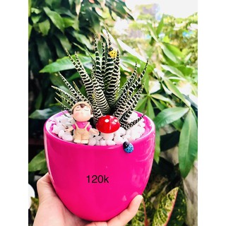 Chậu móng rồng hồng