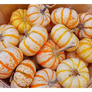 Hạt giống bí ngô mini cao cấp