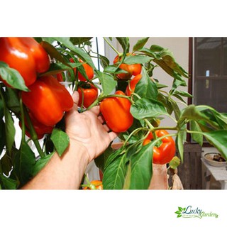10 hạt giống ớt chuông mix xtra tặng kèm phân và kích mầm