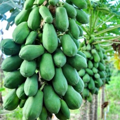 HẠT GIỐNG ĐU ĐỦ SIÊU LÙN HÀ LAN F1 _ Hạt giống Thái nảy 99%