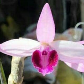 Châu như bệt lưỡi đỏ _ ki