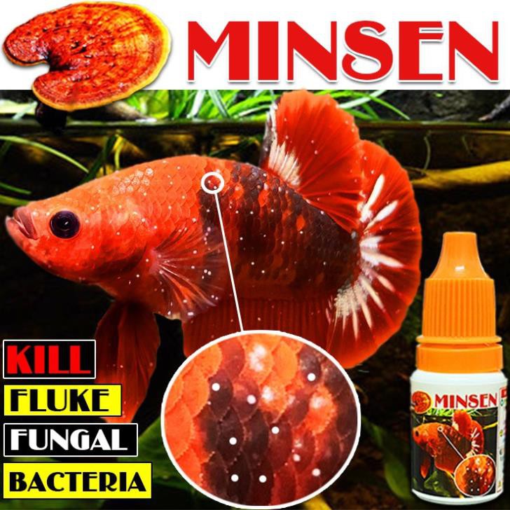 Nấm MINSEN - Chuyên dưỡng cá, bảo vệ toàn diện