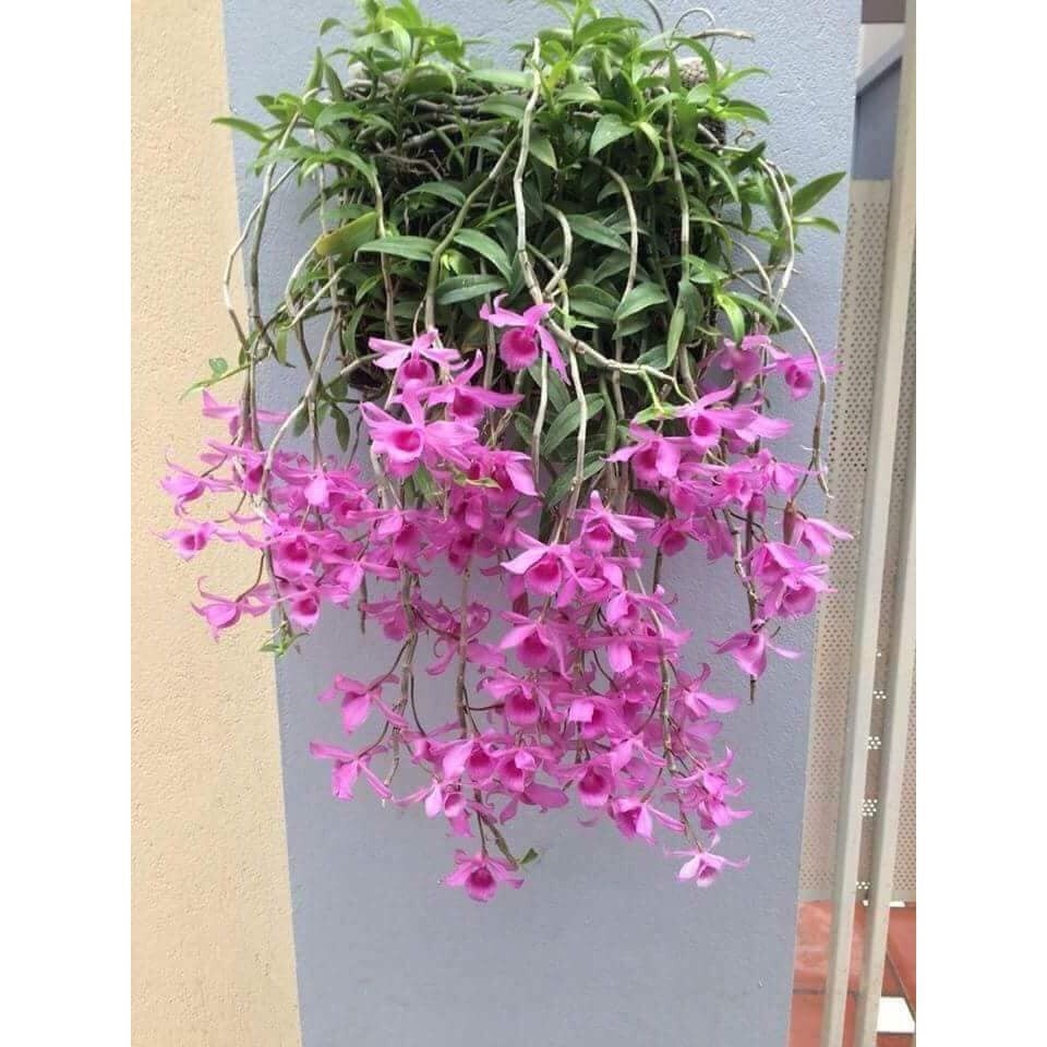 Dã hạc hoa hồng đỏ trưởng thành bán theo thân
