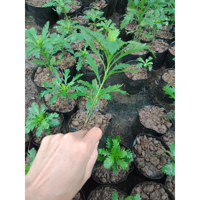 Cây giống cúc thân gỗ sống lâu năm