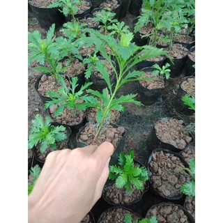 cây giống cúc thân gỗ sống lâu năm