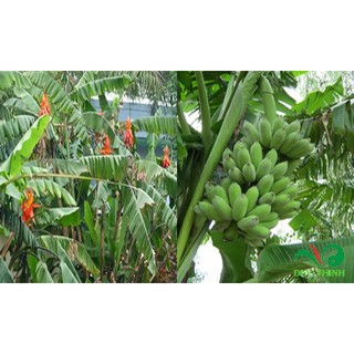 Chuối hột rừng ( loại cả quả )