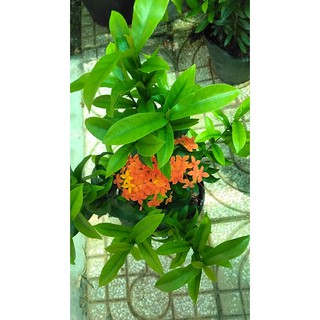 Cây bông trang Thái cam lá thẳng