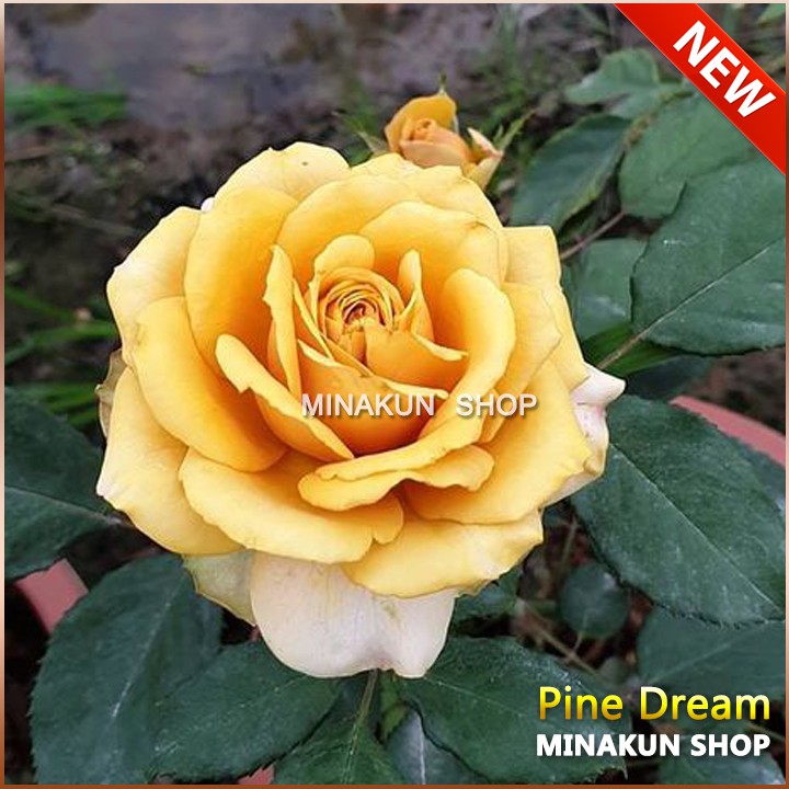 ( NEW ) - Gốc hoa hồng ngoại Pine Dream vàng đồng cực hot Shop đã ủ kích rễ, rễ trần hàng đẹp