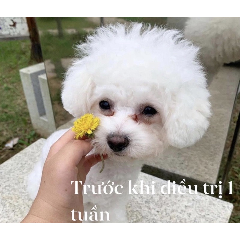 Dung dịch nhỏ rửa mắt,chảy nước mắt,viêm tuyến lệ,viêm giác mạc cho Chó Mèo