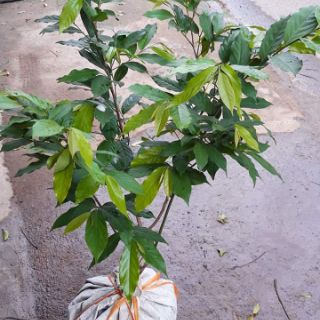 Cây hoa dẻ bầu lớn, gửi đi nguyên bầu, đang hoa sắp hoa, hoa thơm miễn chê