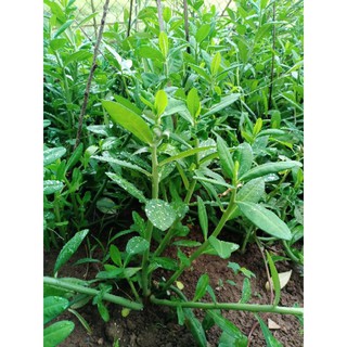 20 khúc thạch anh giống