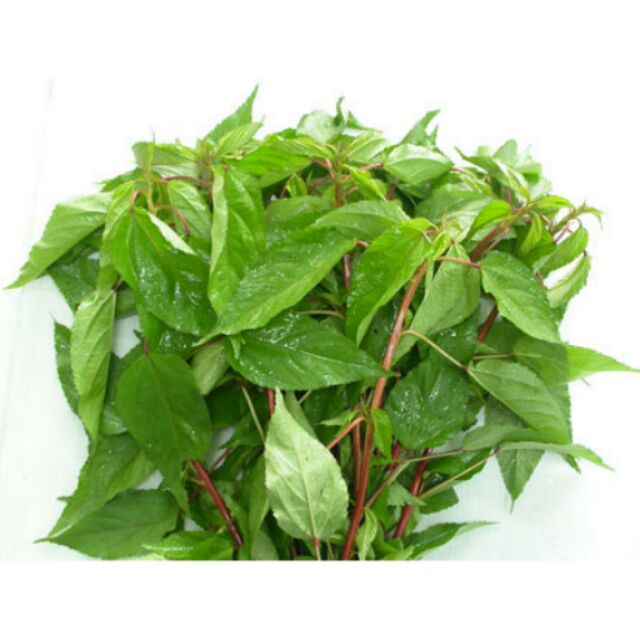 HẠT GIỐNG RAU ĐAY