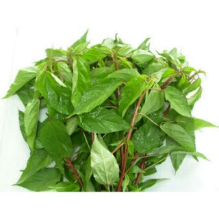 HẠT GIỐNG RAU ĐAY