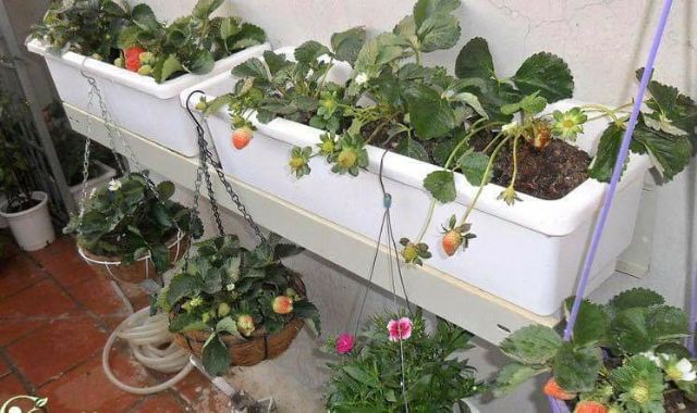 Cây giống dâu tây siêu ngọt