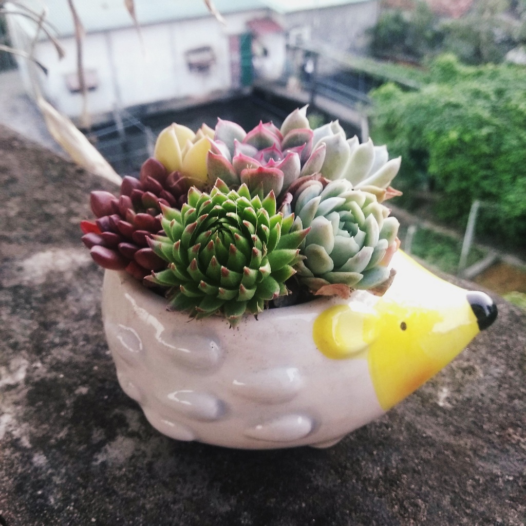 sen đá mini 3-5 cm 🌵FREESHIP🌵 sen đá đã thuần khí hậu nóng, dễ trồng dễ chăm, giá rẻ.