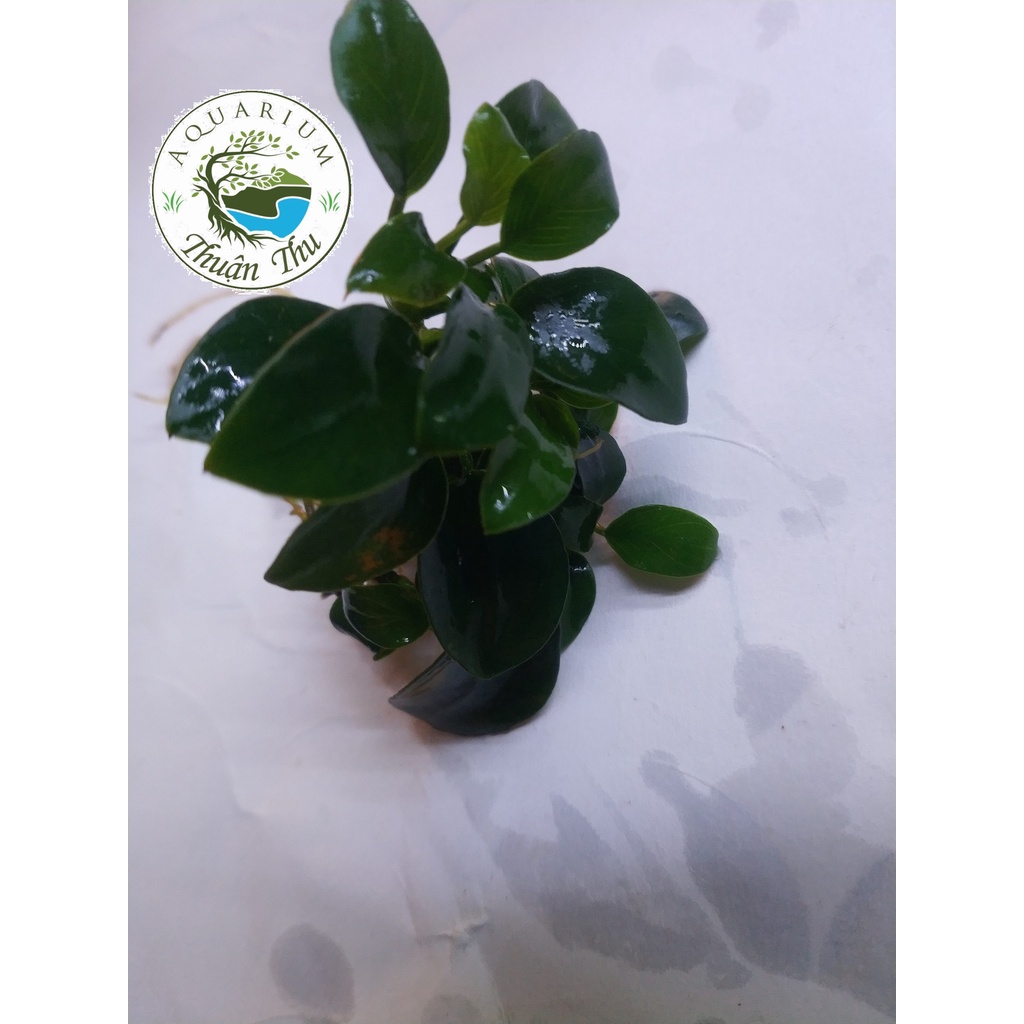 Cây thủy sinh Ráy Nana Petite Nhật