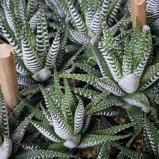 Cây móng rồng