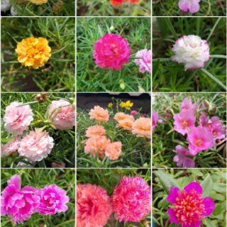 HOA MƯỜI GIỜ THÁI 10 màu