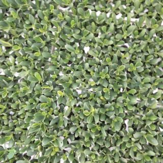 Cây sen đá vỉ các loại
