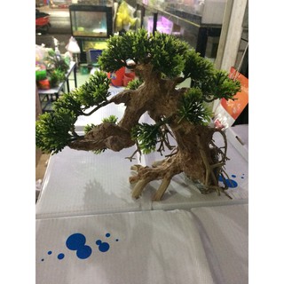 Lũa Bonsai Mini Trang Trí Bể Cá - Bể Thủy Sinh (D:20cm C: 15cm)