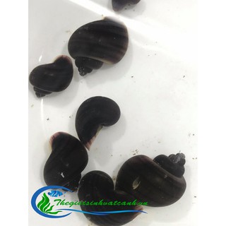 ốc táo tím ( mua 10 tặng 1)