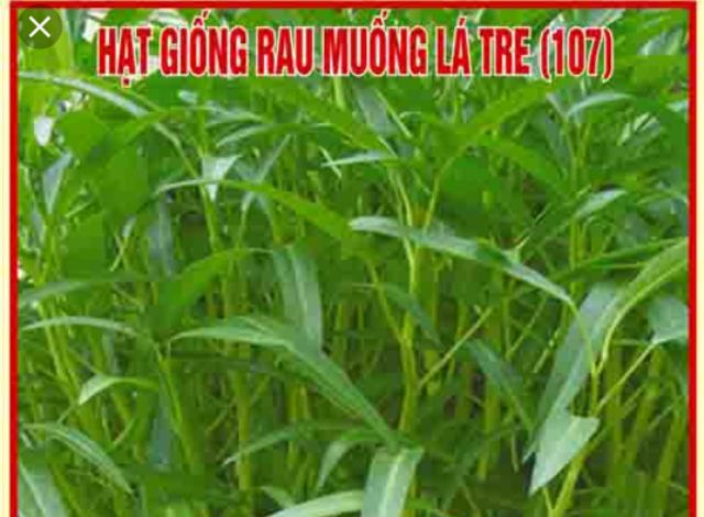 Hạt giống rau muống sạch