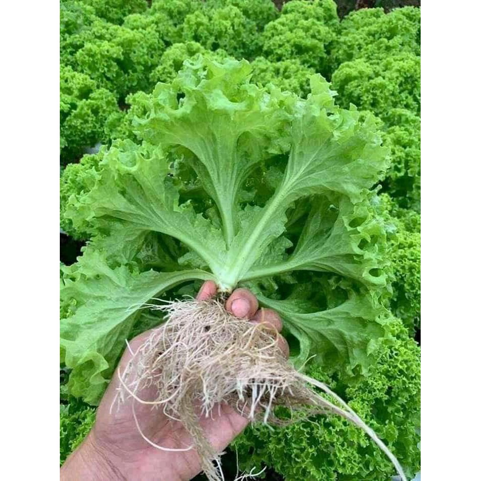 Hạt Giống Rau Xà Lách Xoăn