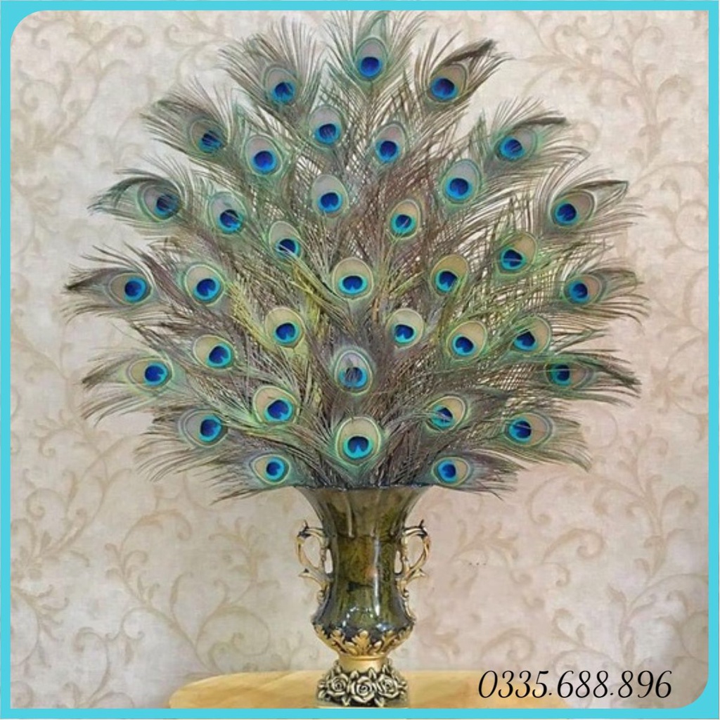 Lông công phong thủy 80cm - 90c tự nhiên ( mua từ 15 cành )