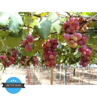 Hạt giống Nho Ruby Roman 5 hạt
