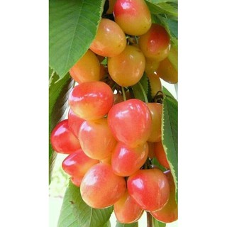 CÂY CHERRY GIỐNG